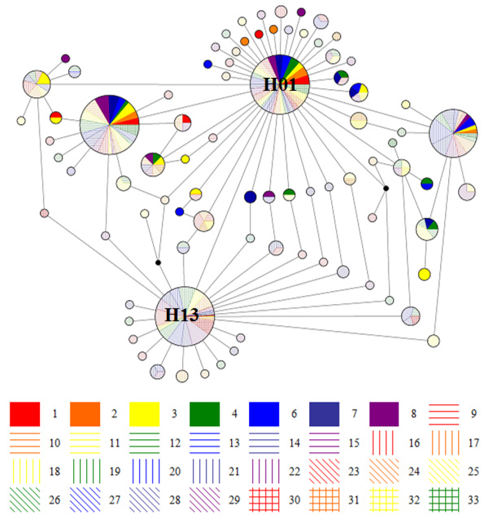 분석된 AGM의 haplotype을 기반으로 작성한 Median Joining Network