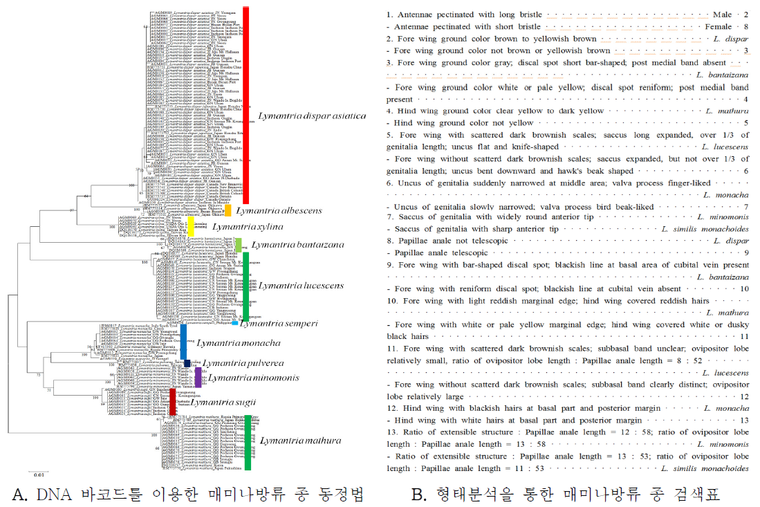 국내 분포 및 선박 검사를 통해 확보된 매미나방류의 통합한 진단법