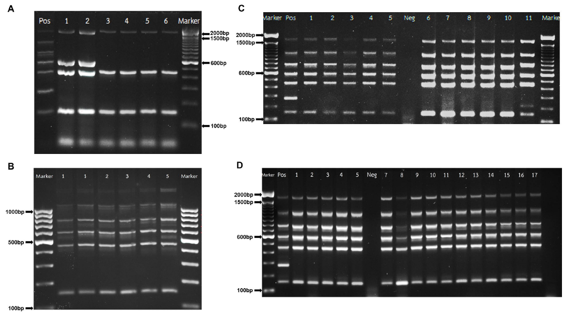 Multiplex-PCR을 이용한 태국 동물유래 1~5차 분리주의 Brucella species 감별결과(태국 측) Lane M; 100bp DNA ladder, A, 1~5th B. abortus isolates from beef cattle and dairy cattle, B-D, 1~5th B. melitensis isolates from goats and sheep in Lop Buri, Uttaradit, Ratchaburi and Nonthaburi