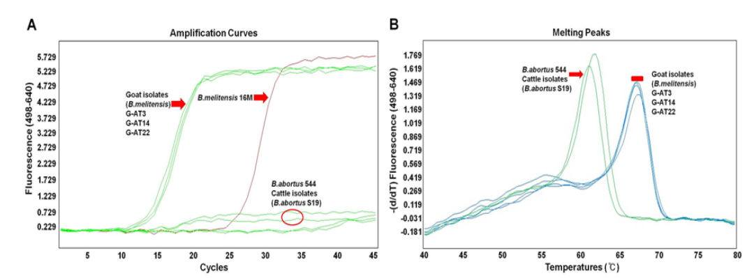 Real-time PCR 을 이용한 태국 동물유래 1차 분리주의 Brucella species 감별결과(본부 측) (A, B) Specific amplification(A) and melting curve analysis(B) of B. abortus strains including 544(bv. 1) reference strain , S19 vaccine strain and beef cattle isolate (No. 6, UB42/54), (C, D) specific amplification (C) and melting curve analysis(D) of B. melitensis strains including bv. 3 and goat isolate (No. 16, LP0065)