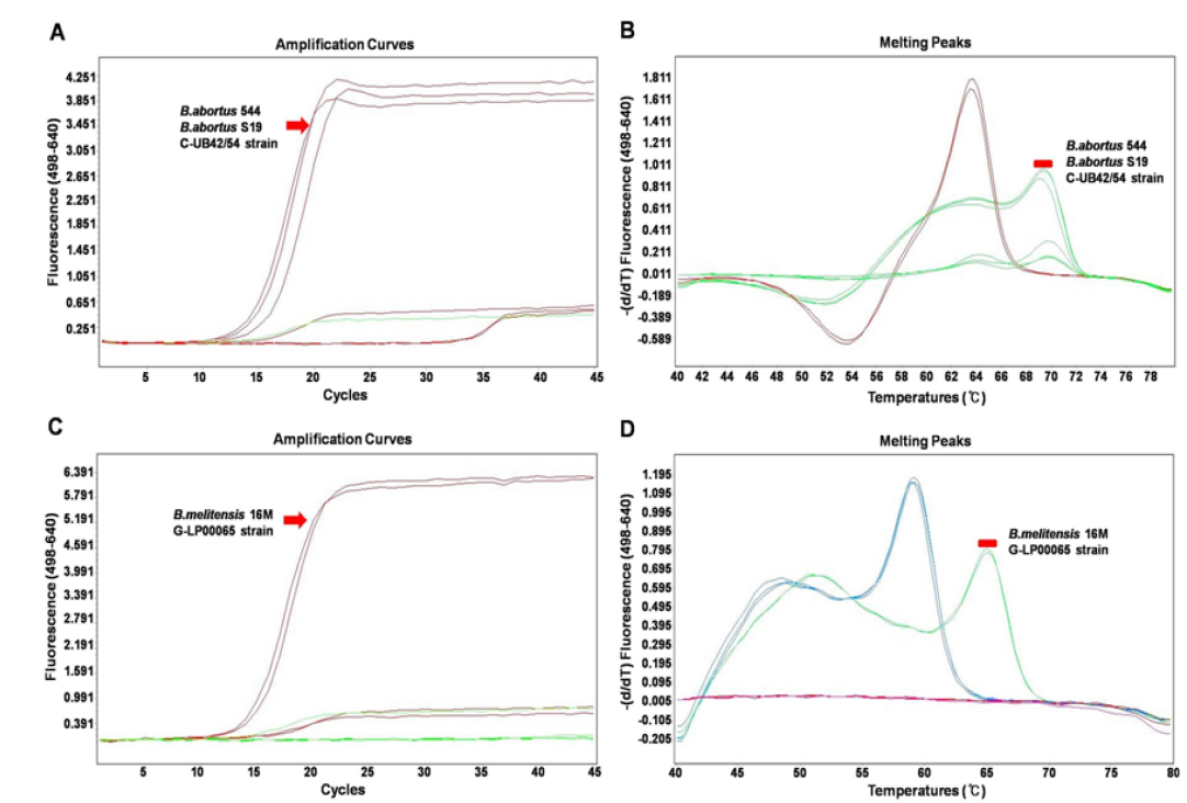 Real-time PCR 을 이용한 태국 동물유래 2차 분리주의 Brucella species 감별결과(본부 측) (A, B; B. melitensis-specific Hybprobe PCR) Specific amplification(A) and melting curve analysis(B) of B. melitensis strains including 16M(bv. 1) reference strain and goat isolates (AT3, AT14, AT22) and B. abortus strains including 544(bv. 1) reference strain , S19 vaccine strain and beef cattle isolate (UB42/54)