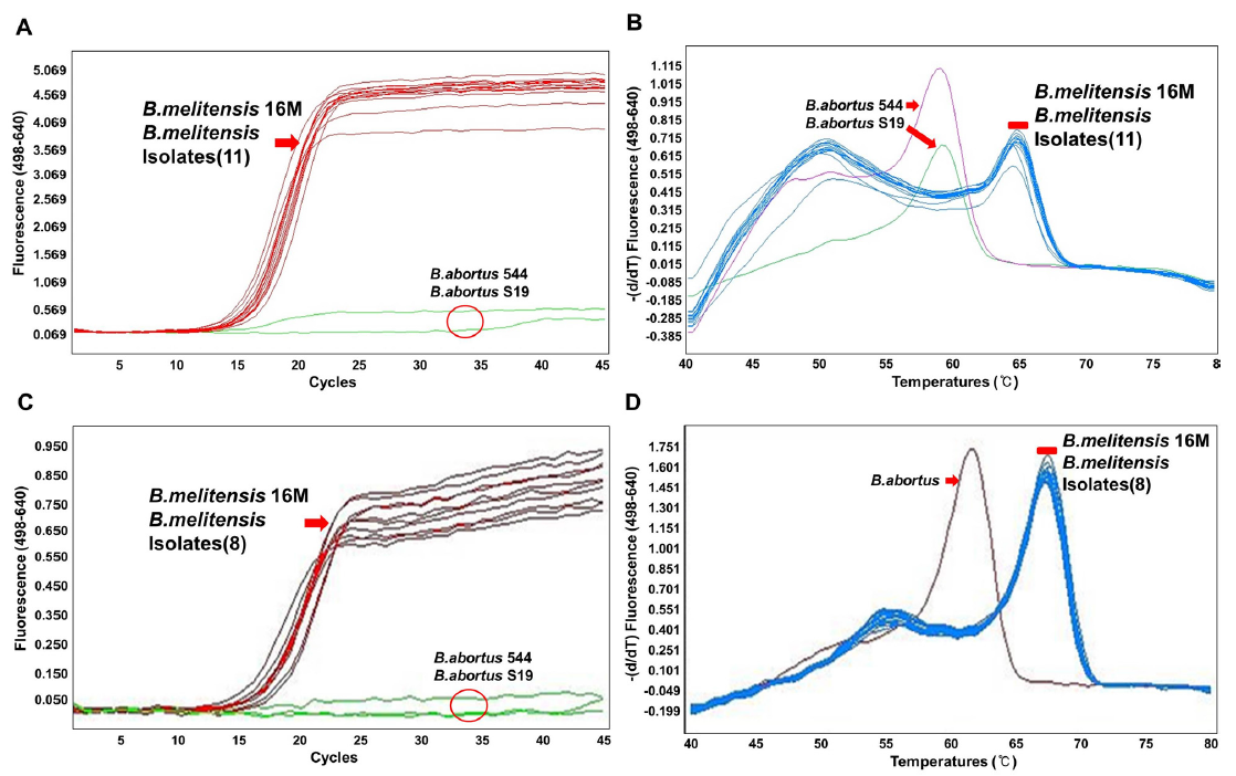 Real-time PCR 을 이용한 태국 동물유래 3~4차 분리주의 Brucella species 감별결과(본부측) Specific amplification(A, C) and melting curve analysis(B, D) of B. melitensis strains including 16M reference strain and goat isolates (A, B; AT1, AT3, AT8, AT14, AT11, AT22, AT29, RG1, RG2, RS1; C, D; AT9, AT17, AT21, NG0252, NG2361, NG4627, NG4628, NG4636) and B. abortus 544 reference strain