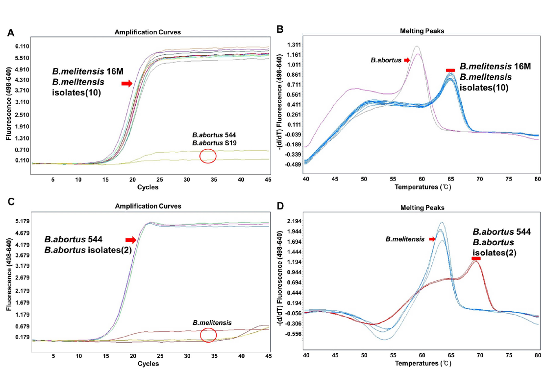 Real-time PCR 을 이용한 태국 동물유래 5차 분리주의 Brucella species 감별결과(본부 측) B. melitensis(A, B) and B. abortus(C, D)-specific Hybprobe PCR. Specific amplification(A, C) and melting curve analysis(B, D) of B. melitensis strains including 16M(bv. 1) reference strain and sheep isolates (A, B; RS3, RS6, RS8, RS9, RS10, RS12, NS43, NS51, NS57, NS58) and B. abortus strains including 544(bv. 1) reference strain , S19 vaccine strain and dairy cattle isolates (Jack, Soy)