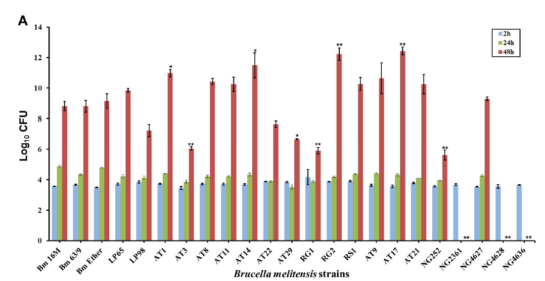 태국 Brucella melitensis 분리주의 세포내 증식 정도 분석 결과(본부 측) HeLa cells were infected with B. melitensis strains including reference strains (16M, 63/9 and Ether) and goats (A, AT1, AT3, AT8, AT11, AT14, AT22, AT29, NG5816, NG5807, AT9, AT17, AT21, NG0252, NG2361, NG4627, NG4628, NG4636) and sheep isolates (B, RS1, RS3, RS6, RS8, RS9, RS10, RS12, NS43, NS51, NS57, NS58) for the indicated times(2, 24 and 48h). Bacterial intracellular growth efficiency was determined by evaluating Log10CFU of intracellular bacteria. All data represent the mean ± SD of triplicate trials from three independent experiments. Statistically significant differences from the reference strains are indicated by asterisks (*, P < 0.05; **, P < 0.01; ***, P < 0.001)