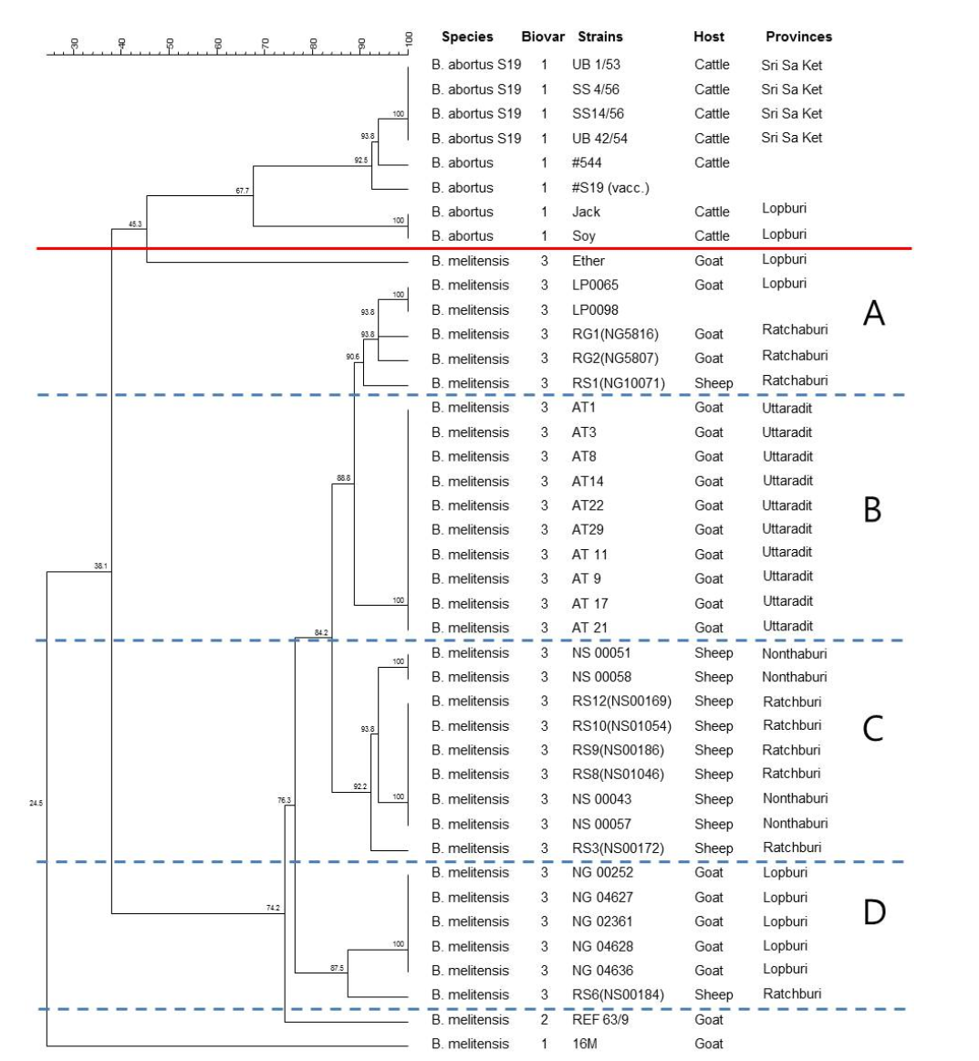 MLVA 16 loci을 이용한 태국 동물유래 B. melitensis 분리주(1~5차)에 대한 cluster 분석