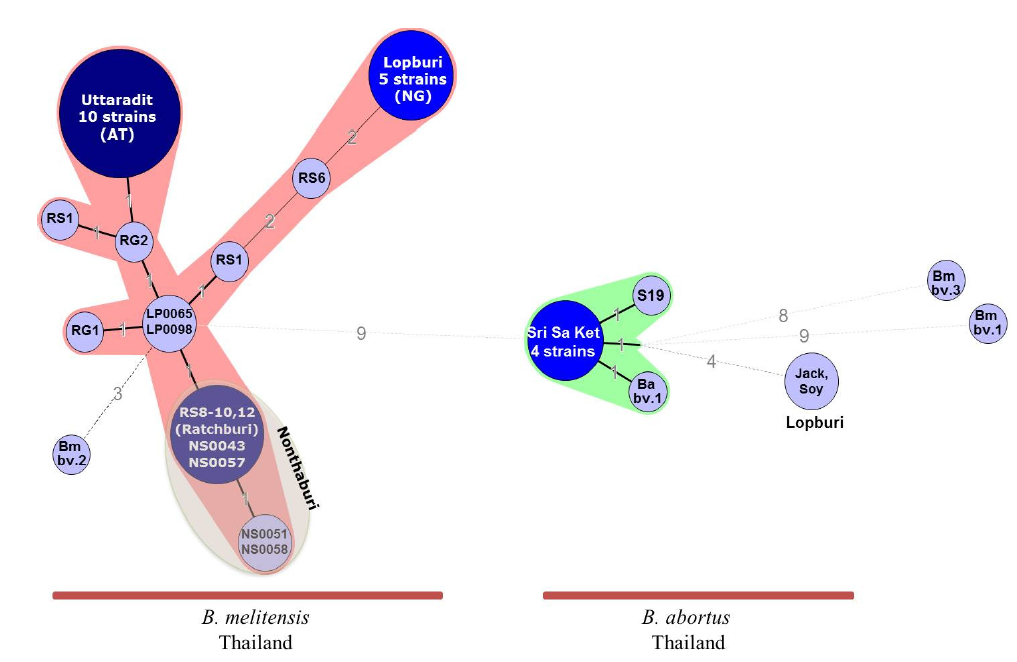 MLVA 16 loci을 이용한 태국 동물유래 B. melitensis 분리주(1~5차)의 Minimum Spanning Tree (MST) 분석비교 The number and character in circle indicates biovar and strain name, respectively. Size of circles reflects the number of isolates with a particular MLVA genotype. Shape, width and number with lines of the line reflects the genetic distance between the genotypes