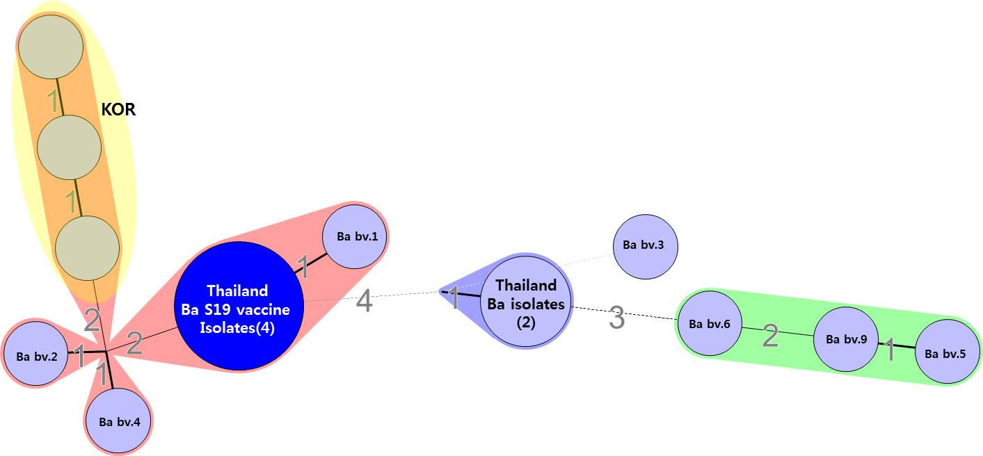 MLVA 16 loci을 이용한 태국 동물유래 B. abortus 분리주(1~5차)와 국내 분리주와의 Minimum Spanning Tree (MST) 분석비교 The number and character in circle indicates biovar and strain name, respectively. Size of circles reflects the number of isolates with a particular MLVA genotype. Shape, width and number with lines of the line reflects the genetic distance between the genotypes