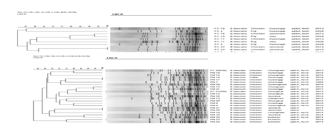 Linezolid 내성 Enterococcus spp.의 PFGE 양상