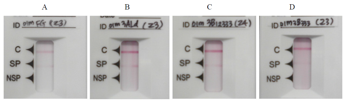 Expression of FMDV structural protein identified by rapid antigen detection kit (Lateral flow assay) from deletion/addition mutants or O1 Manisa, respectively. FG (full-length genome) (A), 3AL (B), 3B12333 (C) and 3B333 (D). The bands in SP line were shown the expression of structural protein (SP) from each virus mutants