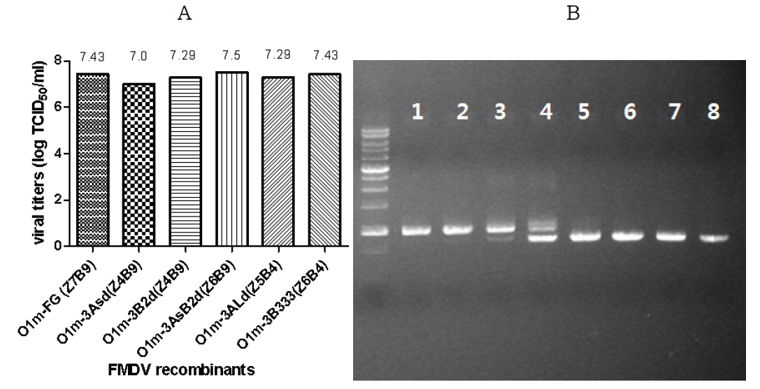 Virus growth and revertants of FMDV recombinants in the BHK-21 cell. A. Virus titers of O1m-FG (full-length genome), 3Asd, 3B2s, 3AsB2d, 3ALd, 3B333 recombinant clones in ZZR- cells after adaptation in BHK-21 cells. B. Verification of revertant O1m-3B12333 by PCR. The O1m-3B12333 virus was revert to the naive virus bearing original sequence of 3B123. The amplified size by 3B region PCR of 3B12333 virus was reduced to the same as 3B123 following serial passages as proof of reversion of original wild type. Each lanes present PCR products from passasged virus, Lane 1 : Z1, Lane 2 : Z2, Lane 3 : Z3, Lane 4 : Z4, Lane 5 : Z6, Lane 6 : Z7, Lane 7 : Z7B1, Lane 8 : Z7B2. Abbreviation, Z : ZZR- cell, B : BHK-21 cell