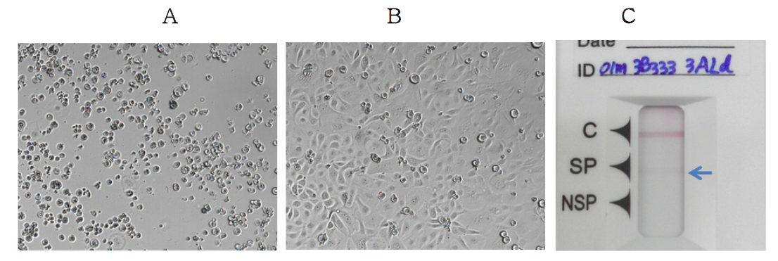 Recovery of 3ALd-3B333 virus with double negative maker from FMDV infectious cDNA clones. The ZZ-R cells infected with second passaged 3ALd-3B333 virus. The CPE was shown by 3ALd-3B333 (A). Uninfected ZZ-R cells as control (B). Rapid antigen kit (Lateral flow assay)was shown positive reaction as a result of FMDV SP expression
