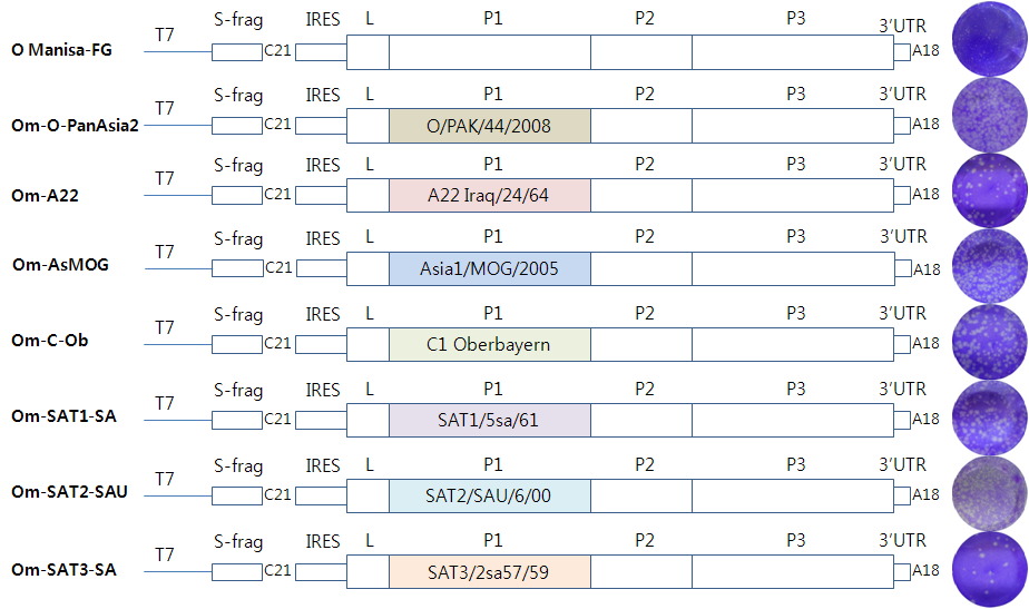 Schematic diagram and virus plaques produced by P1 phenotype replacement of all serotypes based on genome of foot-and-mouth disease virus, O Manisa vaccine strain. The virus plaques were identified in LF-BK cells in the chimeric serotypes (O Manisa-FG, Om-O-PanAsia-2, Om-A22, Om-AsMOG, Om-C-Ob, Om-SAT1-SA, Om-SAT3-SA) or in ZZR cells for only Om-SAT2-SAU because of no plaque formation in LFBK cells