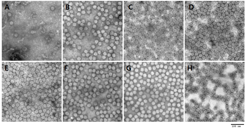 Electron microscopy of viral particles of seven serotypes with converted capsids. A. O manias-FG, B. Om-O-PanAsia2, C. Om-A22, D. Om-AsMOG, E. Om-C-Ob. F. Om-SAT1-SA, G. Om-SAT2-SAU, H. Om-SAT3-SA