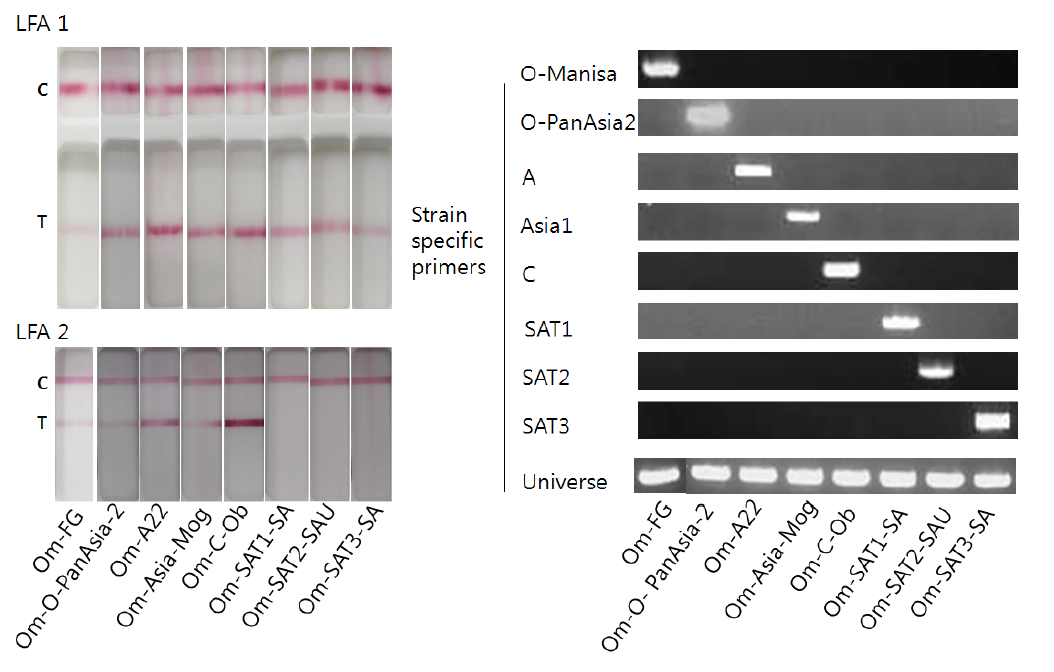 Confirmation of the expression of FMDV structural protein by rapid diagnosis kits (lateral flow assay) for several serotypes and genetic differentiation by strain specific RT-PCR A. Expression FMDV structural protein by lateral flow assay (LFA 1 (Svanova Co. Ltd) designed for detection of all serotypes, LFA 2 (PBM Co. Ltd.) designed for detection of four serotypes, except SAT 1, SAT 2 and SAT3 types). C, control line, T, test line (structural proteins) B. Genetic differentiation by individual strain specific RT-PCR