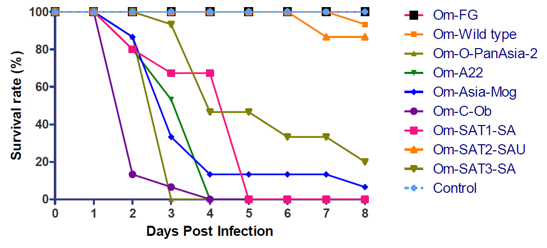 Pathogenesis of recombinant FMDVs in sucking mice. The recombinant viruses were inoculated with 105.0 TCID50/0.1ml to 7 day-old mice intraperiponeally. The suckling mice (n=15) per group were monitored for 8 days