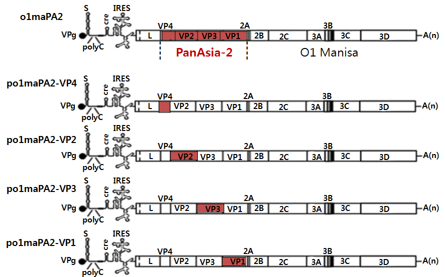 Virus manipulation to define virulence factor in P1 region of FMDVs. The O PanAsia-2 is high-pathogenic virus, but highly cell-adapted O1 Manisa strain is low-pathogenic virus