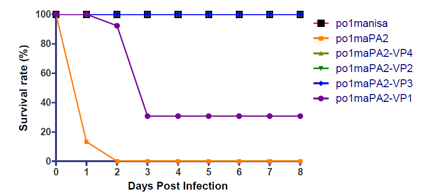 Pathogenesis of modified rFMDVs (o1maPA2-VP4, o1maPA2-VP2, o1maPA2-VP3, o1maPA2-VP1) in suckling mice