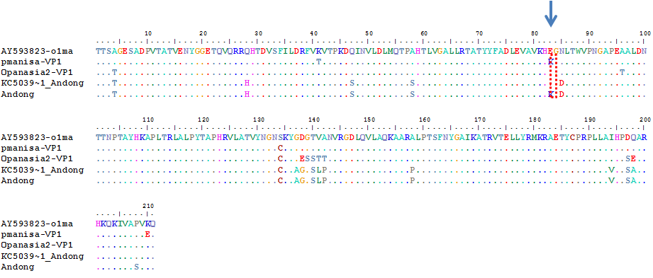 Comparison of VP1 amino acid sequences in rFMDVs. Note ; AY593823-O1ma(O1mansia-wild type), pManisa-VP1 (O1mansia-cell-adapted type), Opanasia-VP1 (O PanAsia-2 lineage, wild type), KC5039-1 Andong (2010-Korea isolates-wild type), Andong (2010-Korea isolates-cell-adapted type)