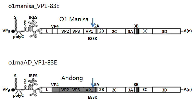 Virus manipulation to define pathogenic factor in the VP1 region (E83K) of FMDVs. The O1 Mansia and Andong (2010) strain (P1 region replacement in O1 Manisa) were changed to Lysine(K) from Glutamic acid(E) in the VP1 83 amino acid position