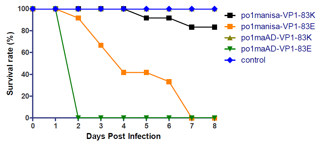 Pathogenesis of modified rFMDVs (VP1 83K, 83E) in suckling mice. po1manisa_VP1-83 (Omansa), po1maAD_VP1-83 (O/Andong/SKR/2010 strain)