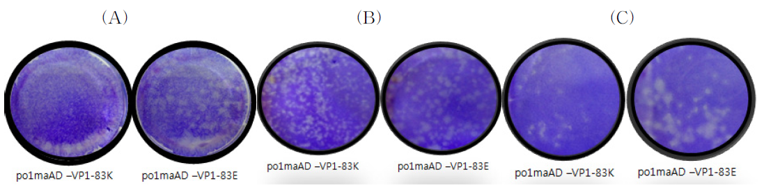 Virus plaque formation in various cells (BHK21, LFBK, IBRS) of rFMDVs (VP1 83E, 83K variants), A. BHK21 cell, B. LF-BK cell, C. IBRS2 cell