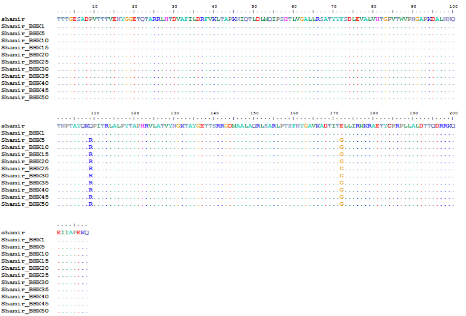 Variation of VP1 sequences after highly serial passage in BHK21 cells. The viruses were passaged in the BHK 21 cells until 50 times (p1-50). The changed amino acids were Q109R and E172G. Additionally, we found two changed nucleotides (T848C in 5´UTR site, T7351C in 3D site) which have no any change of amino acid