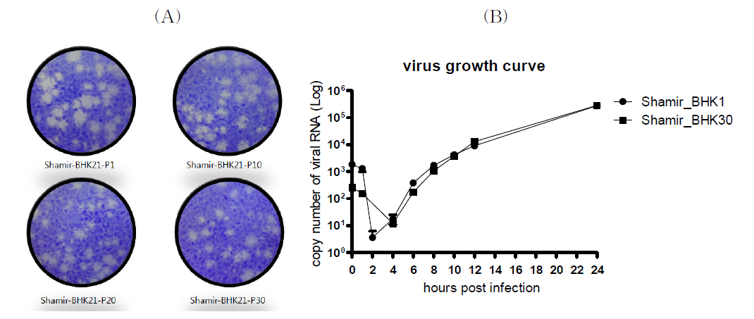 Virus plaques after serial passage in BHK 21 (A) and growth curve of the viruses