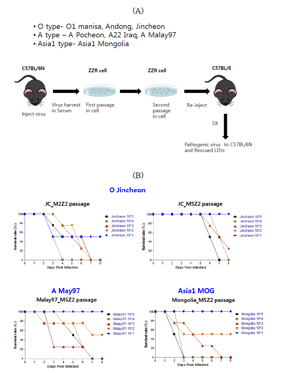 Serial passasge in mice of O, A, Asia1 vaccine candidates. Methods of serial passage in mice (C57BL/6) (A) and LD50 calculation in C57BL6 mice of mice-adapted viruses (B)