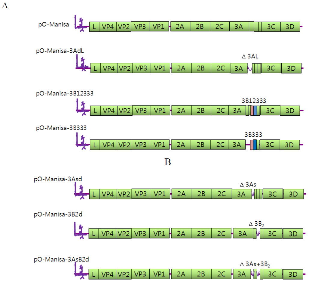 Schematic diagrams of deletion or replacement for NSP differential maker in FMDV infectious cDNA clones. O1 Manisa : vaccine strain of O type for PanAsian strain. A. Infecious clones for newly designed NSP maker (pO-Manisa-3AL, pO-Manisa-3B12333. pO-Manisa-3B333), B. Infecious clones for already designed NSP maker (pO-Manisa-3Asd, pO-Manisa-3B2d, pO-Manisa-3AsB2d)