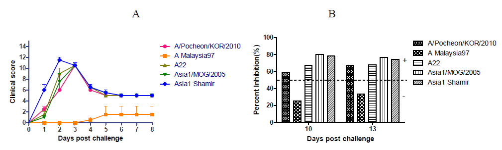 Pathogenesis of the pigs infected with type A and Asia1 viruses for preparation of pig challenge model. The test for five strains was used two pigs per group. A. Clinical scores after virus challenge of 105TCID50/0.1ml, B. NSP ELISA results from sera of infected pigs at 10 or 13 days after virus challenge. A clinical score was determined by the addition of points distributed as follows: (i) an elevated body temperature of 40 °C (score of 1), >40.5 (score of 2), or >41 (score of 3); (ii) reduced appetite (1 point) or no food intake and food left over from the day before (2 points); (iii) lameness (1 point) or reluctance to stand (2 points); (iv) presence of heat and pain after palpation of the coronary band (1 point) or not standing on the affected foot (2 points); (v) vesicles on the feet, dependent on the number of feet affected and with a maximum of 4 points; and (vi) visible mouth lesions on the tongue (1 point), gums or lips (1 point), or snout (1 point), with a maximum of 3 points (Type A : A/Pocheon/SKR/2010, A Malaysia97, A22; Type Asia1 : Asia1 Shamir, Asia1/Mog/2005), In interpretation of NSP ELISA (PrioCheck NSP), if the result is below 50 level, negative, if over PI 50 level, positive