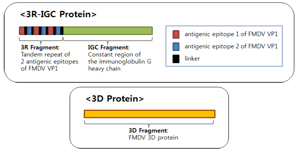 Schematic diagram of FMDV VP1 epitope 1/2-IGC Fragment and 3D for experimental vaccine