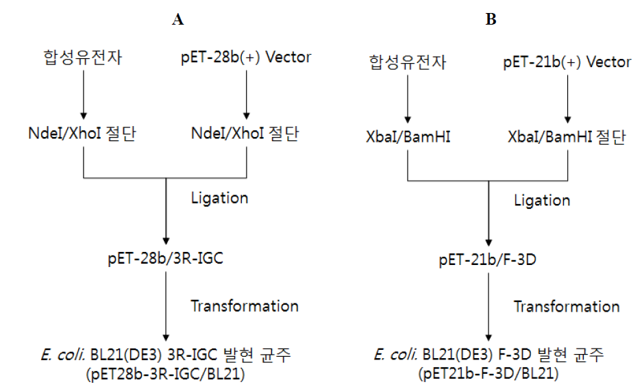 Cloning process of three FMDV serotypes, VP1 and 3D