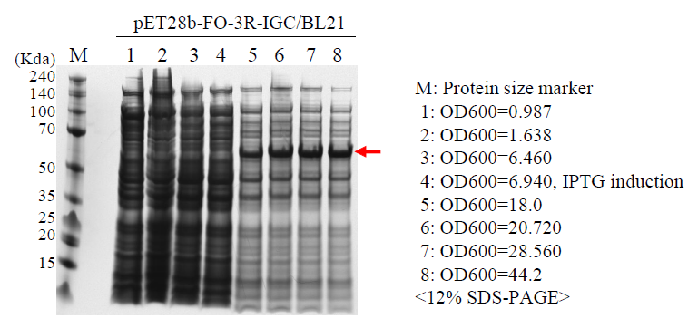 Expression of FMDV antigen from FO-3R-IGC