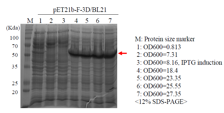 Expression of FMDV 3D antigen from F-3D