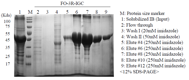 Purification of FO-3R-IGC by Ni-NTA affinity column chromatography