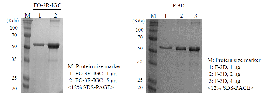 Final antigen from FO-3R-IGC and 3D