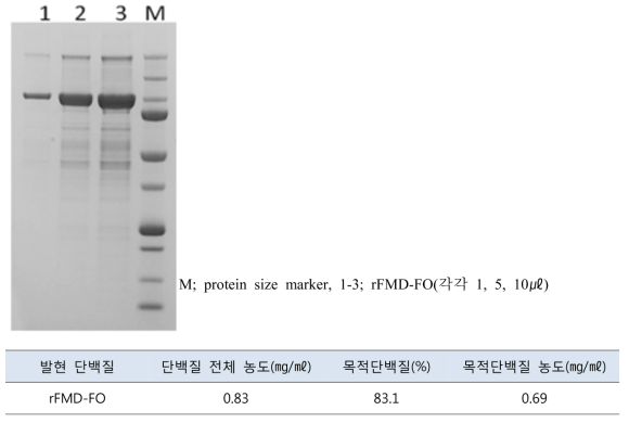 정제된 rFMD 항원단백질을 확인한 전기영동 사진 및 단백질량 확인결과