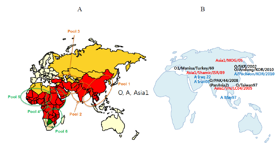 FMD outbreak situation of O, A, Asia1 serotypes around Korea. A. Conjectured status of FMD (www.pirbright.au.uk), Poo1 1 region contains FMDV O, A, Asia1 serotypes, Red; Endemic, Yellow ; intermediate, sporadic, Green : multiple zones (FMD-free, vaccinated or not), Beige : FMD-Free, B. Location of FMD outbreak of typical strains of O, A, Asia1 serotypes around Korea