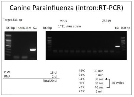 미입바이러스 조사 결과(Parainfluenza 바이러스)