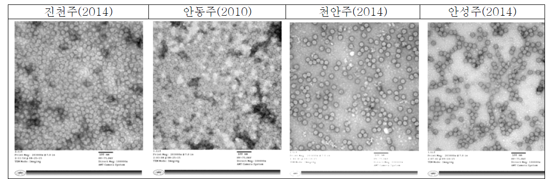 계대 선발된 바이러스의 증식, 불활화 및 정제 과정 이후 결과(전자현미경)