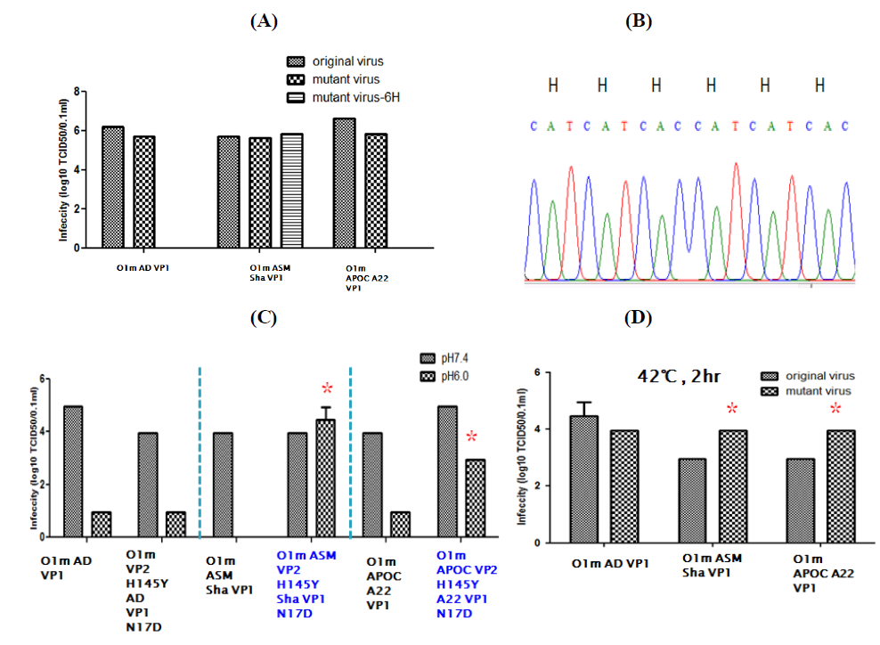 Stability test under strong acid and high temperature treatment of environment-resist O, A, Asia1 type vaccine candidate virus applicable to FMD situation of Korea. A. viral copy number by rRT-PCR after 42C, 2hr treatment condition, B, Sequence stability of O1 AsMS-6H-211 (10p, Z5B5) after serial passage, C. viral copy number by rRT-PCR after pH 6.0 treatment condition, D. viral copy number by rRT-PCR after treatment condition at 42C for 2h