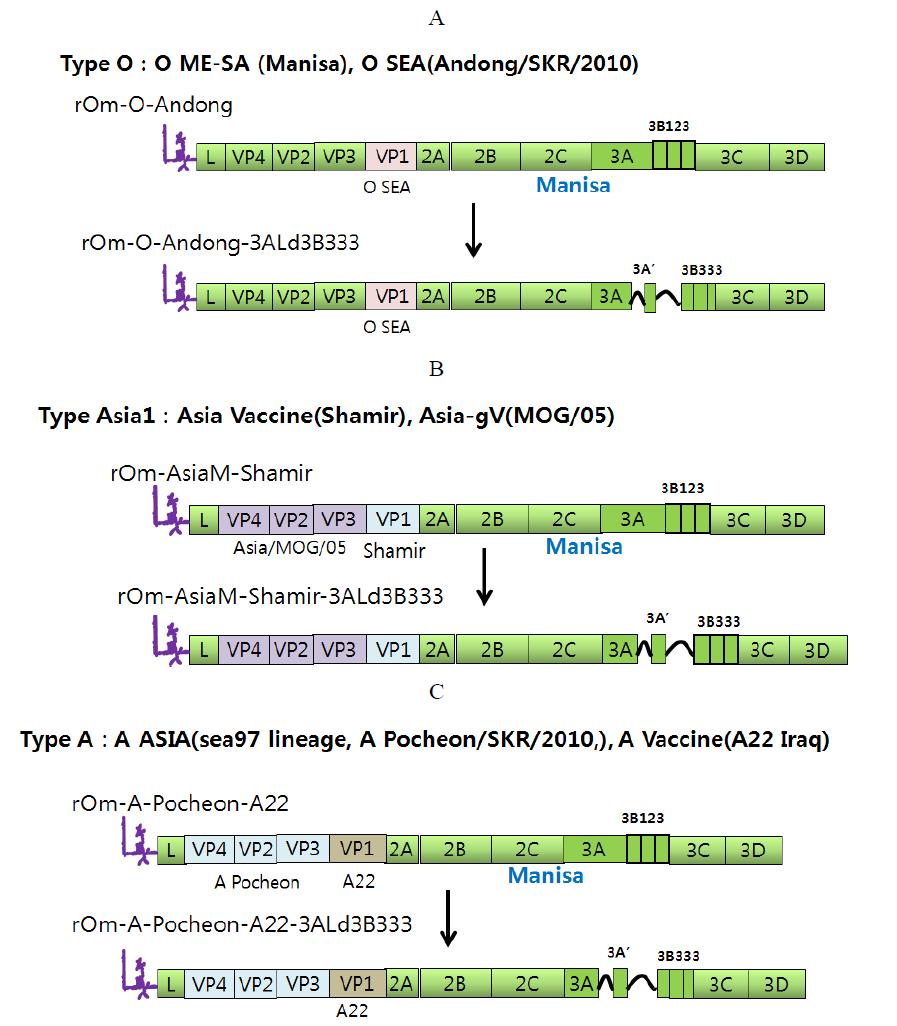 Preparation of O, A, Asia1 type vaccine candidate virus adapted to FMD situation of Korea. A. Strategy of O type vaccine virus adapted to FMD situation of Korea (VP1 : Andong/SKR/2010, VP4,2, 3 : O Manisa). B. Strategy of Asia1 type vaccine virus adapted to FMD situation of Korea (VP1 : Shamir, VP4,2, 3 : Asia1/MOG/05). C. Strategy of A type vaccine virus using backbone clone of O Manisa strain (VP1: A22 Iraq, VP4, 2, 3 : A/Pocheon/SKR/2010)