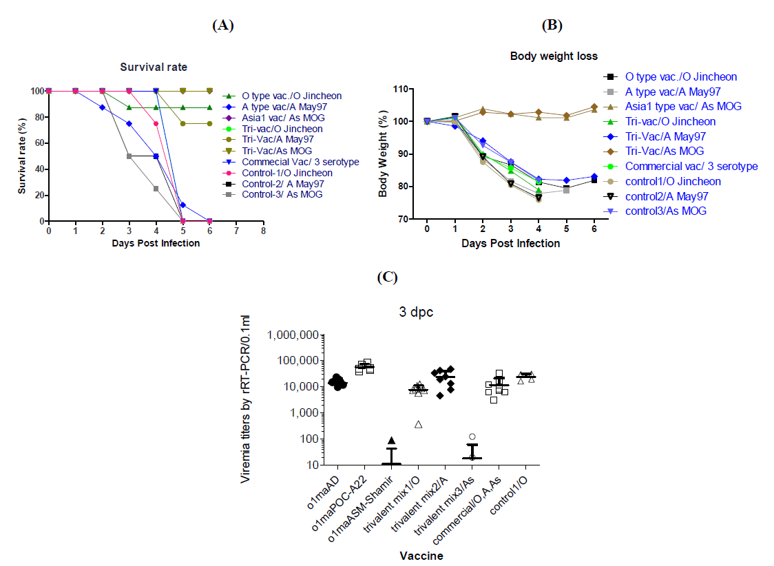 Immunity and protection after immunization of experimental vaccine, using O, A, Asia1 vaccine strains. A. Survival rate of O, A, Asia1 vaccination and challenge in mice, B. Body weight change of O, A, Asia1 challenge in mice, C. Viremia of O, A, Asia1 challenge in mice