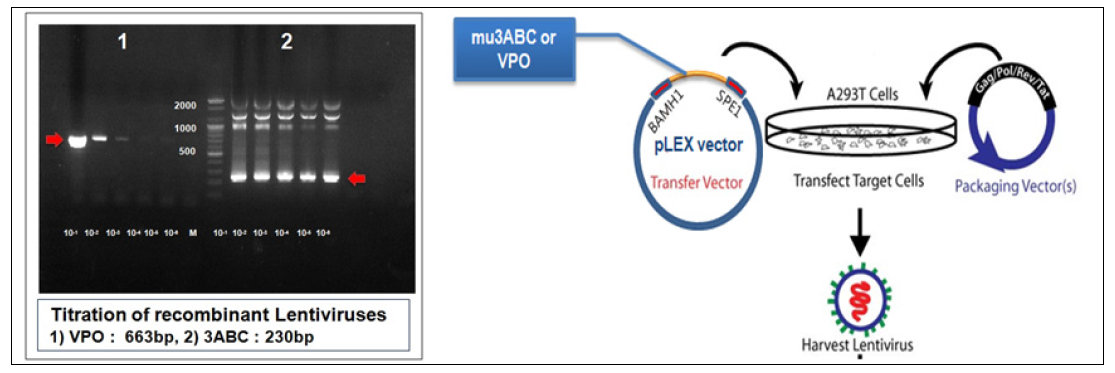 재조합렌티바이러스 작성 (VP0- 103, 3ABC- 105 이상 렌티바이러스 viral RNA 검출 확인)