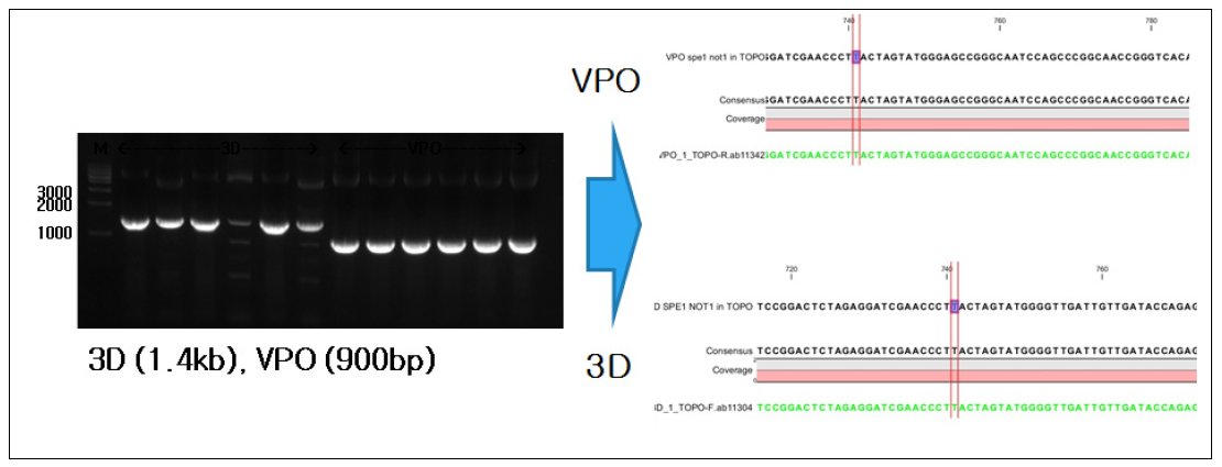 Topo 발현벡터내 구제역바이러스 VPO 및 3D유전자 삽입 확인