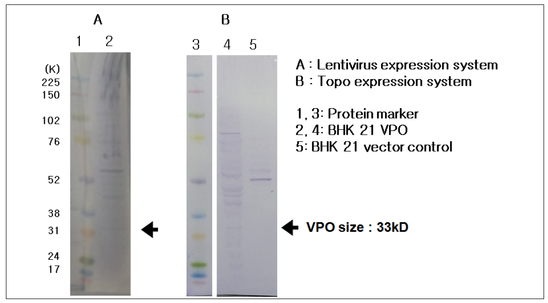 웨스턴블로팅법을 이용한 BHK-21세포에서의 VP0 단백질 발현 확인