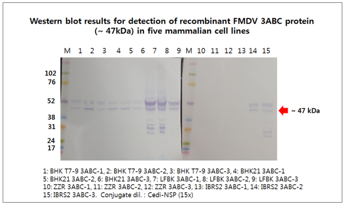BHK T7-9, BHK 21, LFBK, ZZR, IBRS-2등 5종 세포 3ABC 재조합 단백질 발현확인