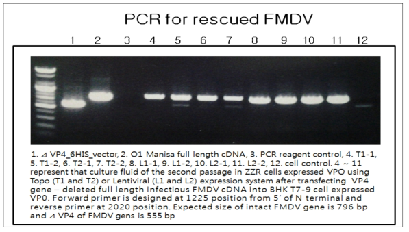 VP0 유전자 결손/치환 감염성 cDNA의 VP0 발현 형질전환세포에서 생산된 바이러스에 대한 PCR 결과