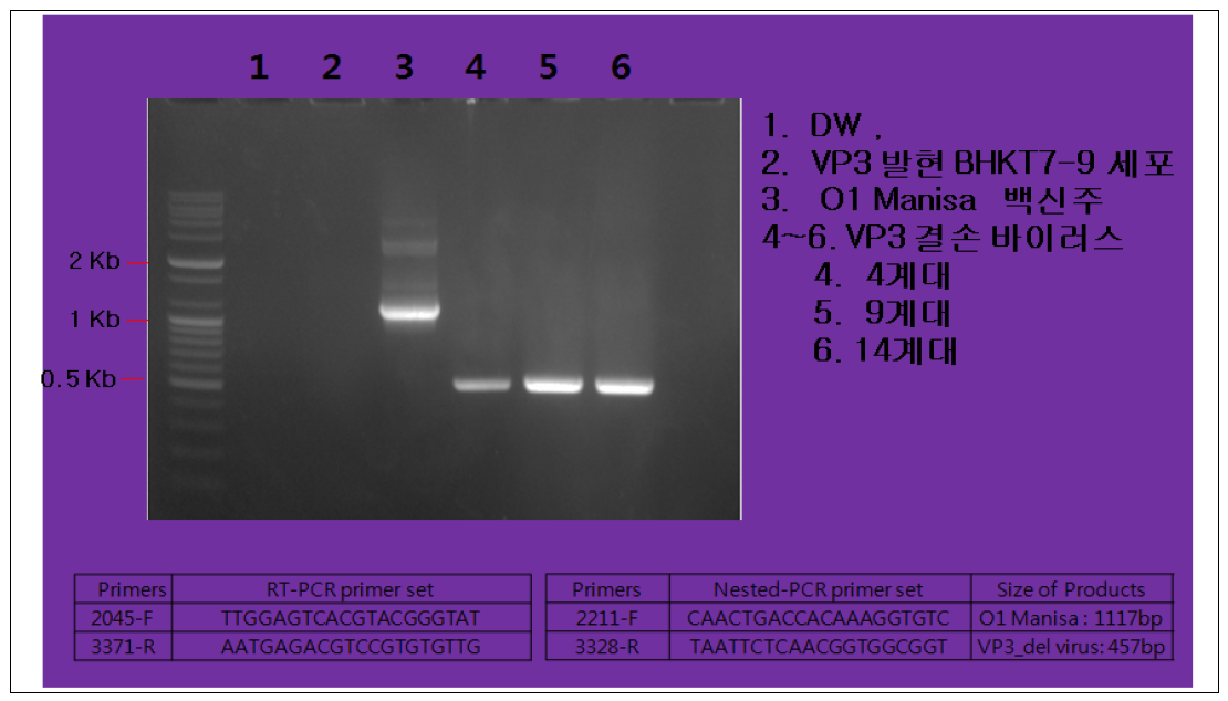VP3 유전자 결손/치환 감염성 cDNA의 VP3 발현 형질전환세포에서 생산된 바이러스에 대한 PCR 결과