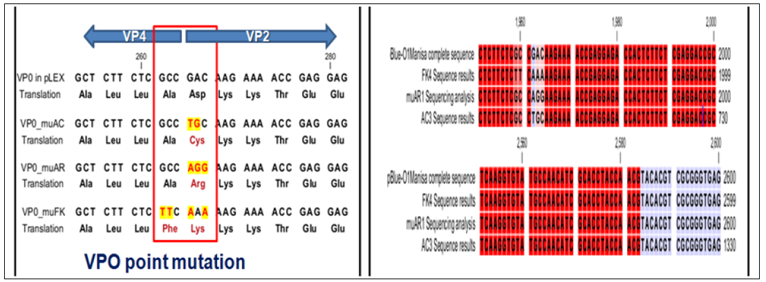 염기서열 분석을 통해 VP4 및 VP2유전자 치환 여부 확인 및 VPO 유전자 치환 감염성 FMDV 전체 cDNA제작 (3종)